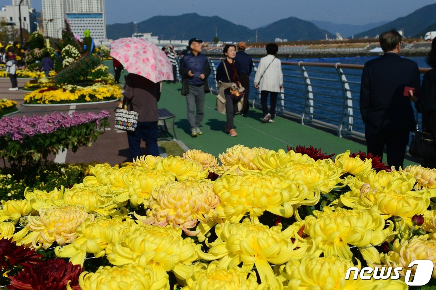 창원시 3.15해양누리공원에서 열린 마산국화축제에 국화가 피어있다. 2023.10.30 ⓒ 뉴스1 박민석 기자