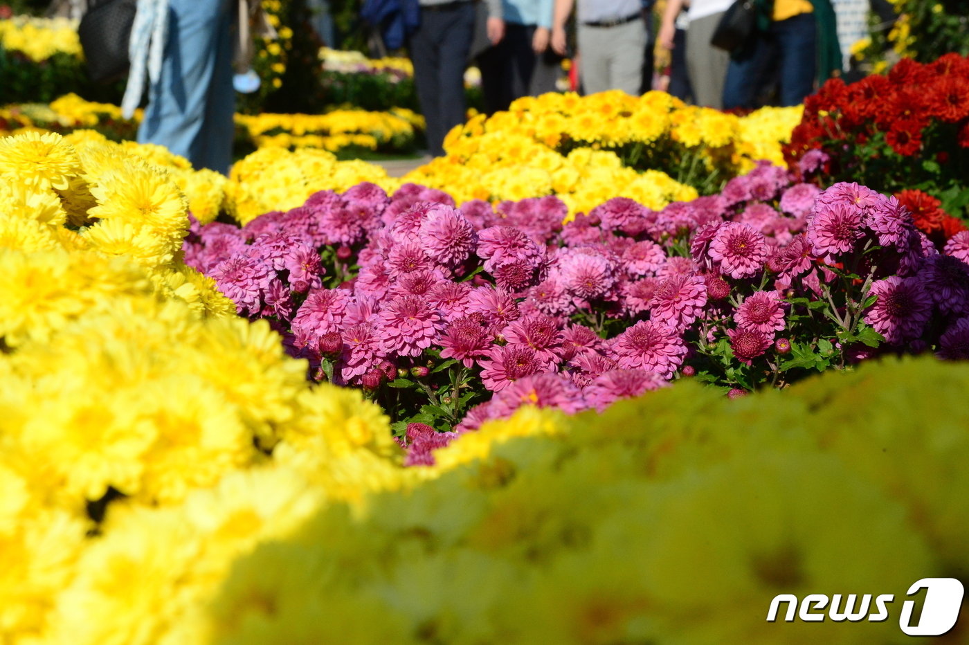 30일 오후 마산국화축제에 전시된 국화. 2023.10.30 ⓒ 뉴스1 박민석 기자