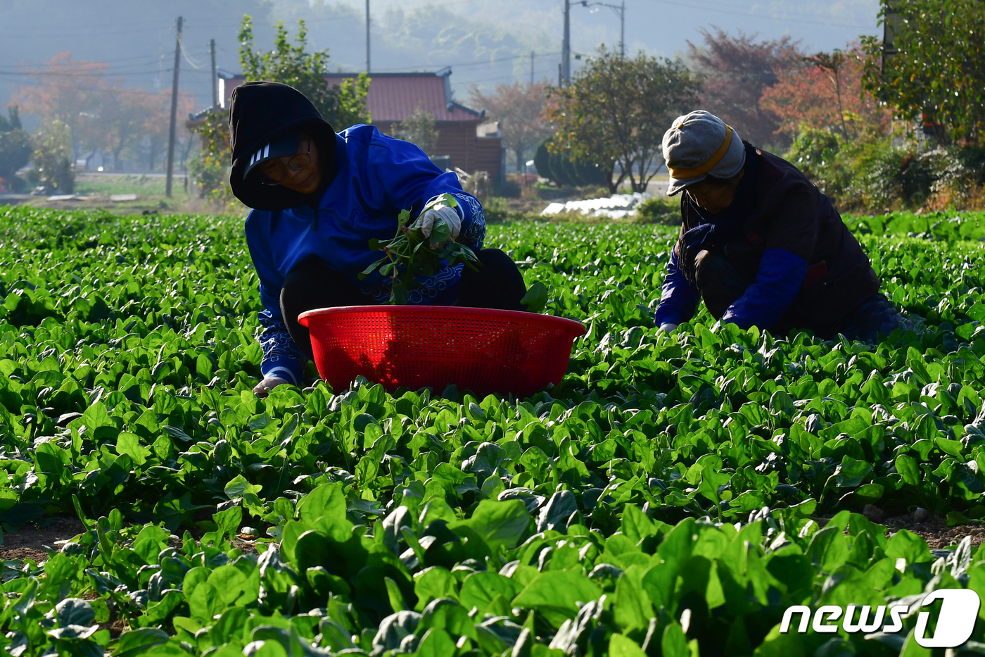 (포항=뉴스1) 최창호 기자 = 31일 경북 포항시 남구 연일읍 중명리 밭에서 농민들이 겨우내 자란 시금치를 수확하고 있다.시금치는 과메기, 부추와 함께 포항을 대표하는 특산물이다 …