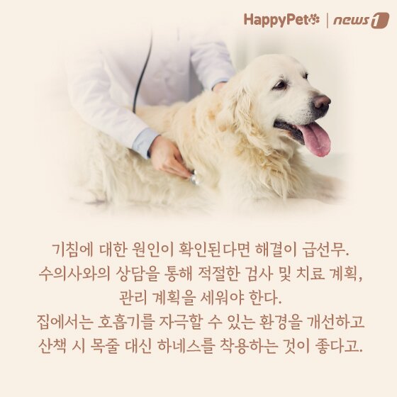 본문 이미지 - 강아지 호흡기 질환 펫카드