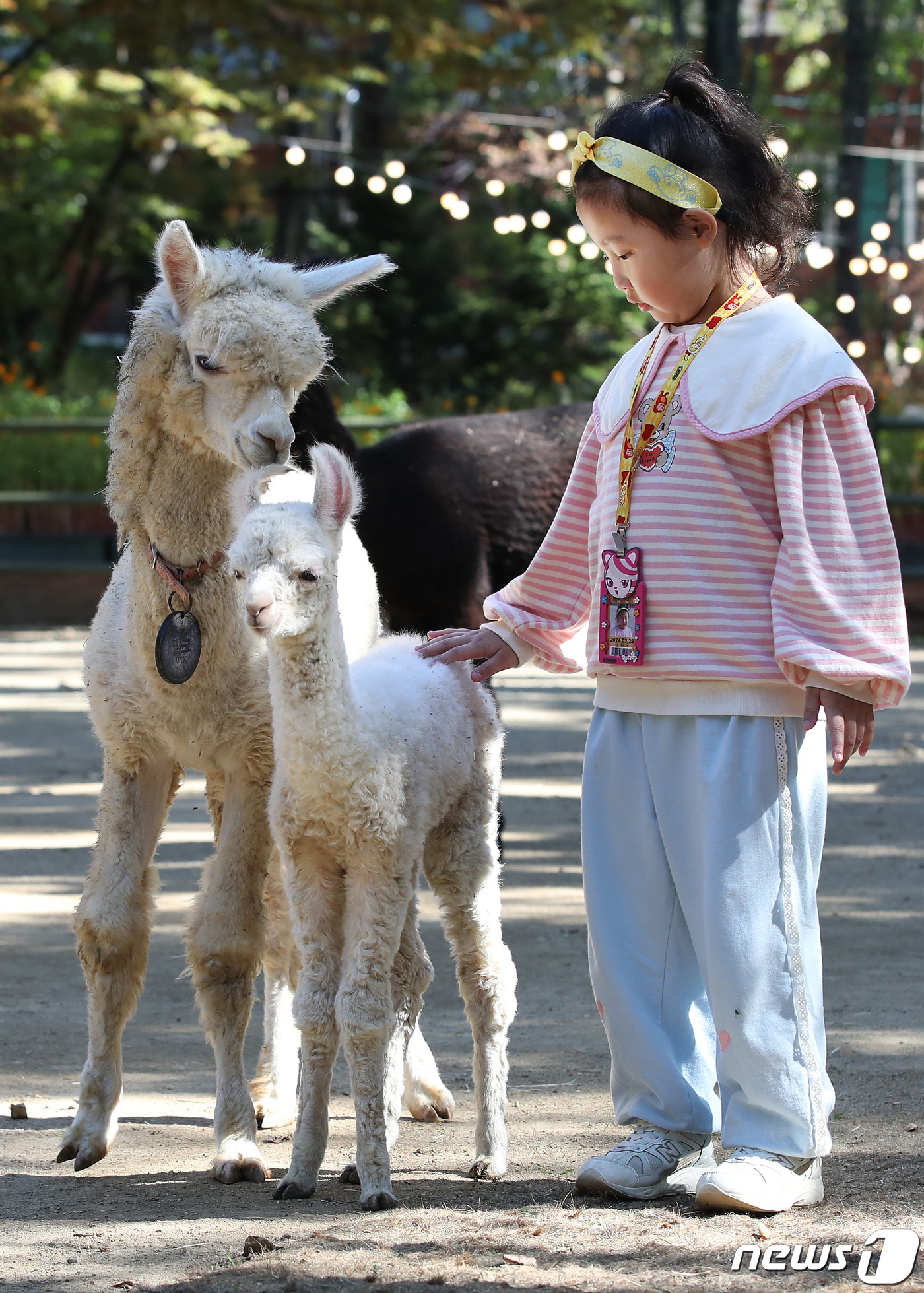 (대구=뉴스1) 공정식 기자 = 5일 오후 대구 달서구 이월드 동물농장 주주팜을 찾은 어린이가 나흘 전 태어난 수컷 새끼 알파카를 쓰다듬고 있다.이월드는 새끼 알파카 이름을 홈페이 …