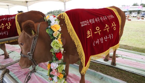 제주 한우, 싱가포르 수출길 열린다…WOAH '구제역 청정지역' 인정