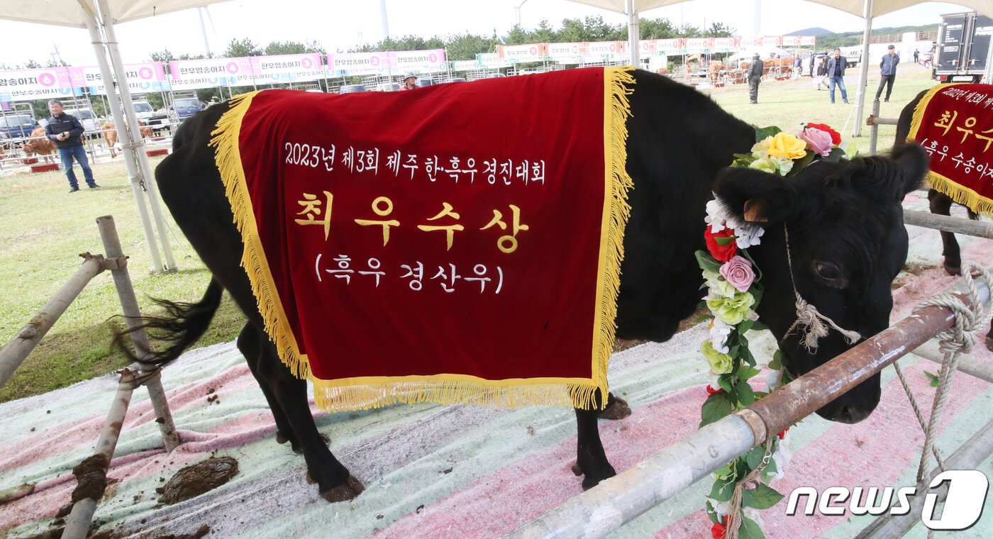 본문 이미지 - 6일 제주 서귀포시 표선면 조랑말체험공원에서 열린 제3회 제주 한·흑우 경진대회에서 각 부문 외모심사에서 최우수상을 수상한 흑우가 꽃목걸이를 걸고 있다. 2023.10.6/뉴스1 ⓒ News1 오현지 기자