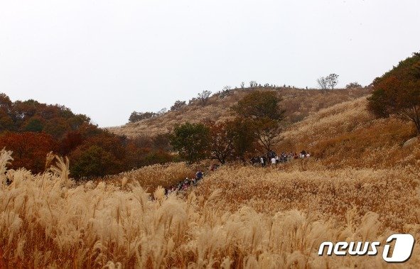 춤추는 억새와 보내는 설레는 시간 ‘포천 산정호수 명성산 억새꽃축제’.&#40;경기관광공사 제공&#41;/