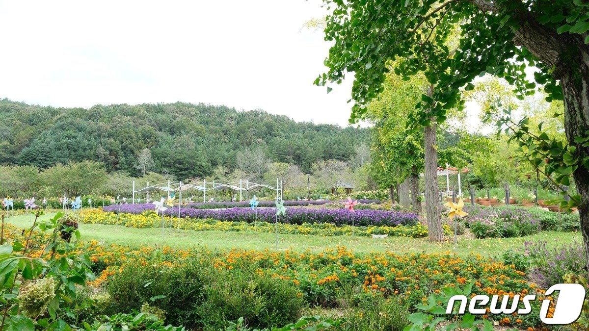 충북 영동군 노근리평화공원 내 온갖 가을꽃이 활짝 펴 장관이다.. &#40;영동군 제공&#41; /뉴스1