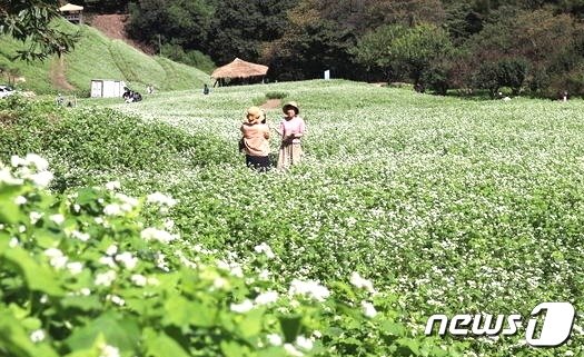 본문 이미지 - 청주시 상당구 낭성면 추정리 된내기골 산자락 메밀밭을 찾은 나들이객들이 사진을 촬영하고 있다. /뉴스1