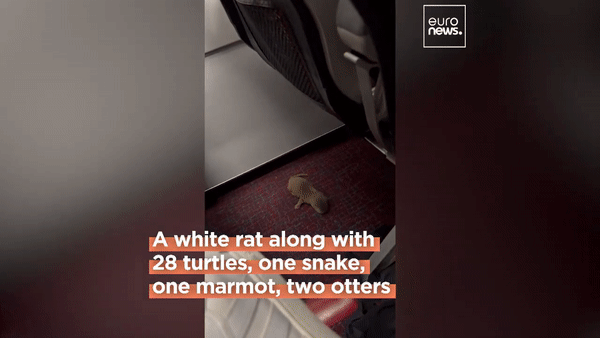 본문 이미지 - 유튜브채널 'euronews' 영상 갈무리