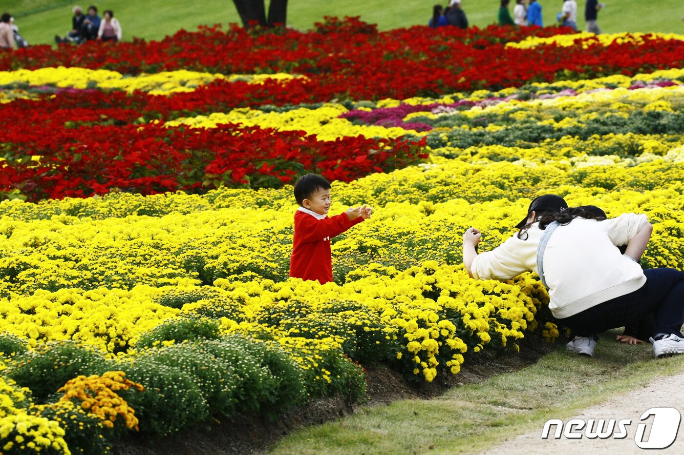 본문 이미지 - 9일 오전 순천만국제정원박람회장 네덜란드 정원을 찾은 관람객들이 형형색색의 국화꽃을 만끽하고 있다. 2023.10.9 /뉴스1 ⓒ News1 김태성 기자