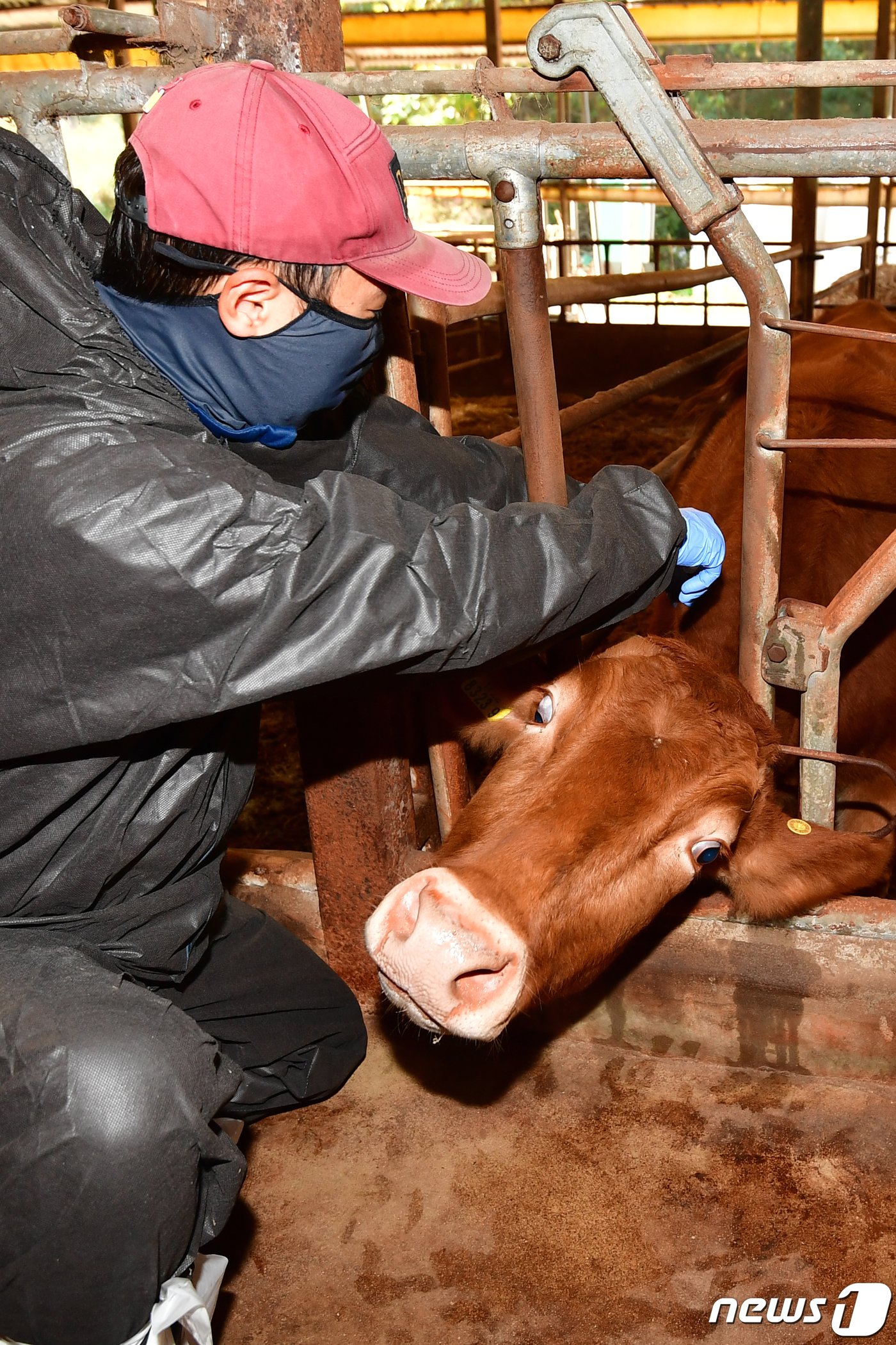 본문 이미지 - 1일 오전 경북 포항시 공수의사가 북구 흥해읍 우사에서 럼피스킨병 백신을 접종하고 있다. 정부로부터 총 2만7000두 분의 백신을 공급받은 포항시는 오는 10일까지 백신접종을 완료한다는 계획이다.2023.11.1/뉴스1 ⓒ News1 최창호 기자