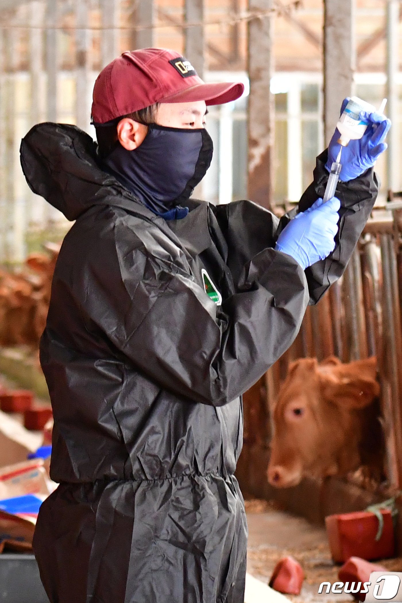 1일 오전 경북 포항시 공수의사가 북구 흥해읍 우사에서 럼피스킨병 백신을 접종 준비를 하고 있다. 정부로부터 총 2만7000두 분의 백신을 공급받은 포항시는 오는 10일까지 백신접종을 완료한다는 계획이다.2023.11.1/뉴스1 ⓒ News1 최창호 기자