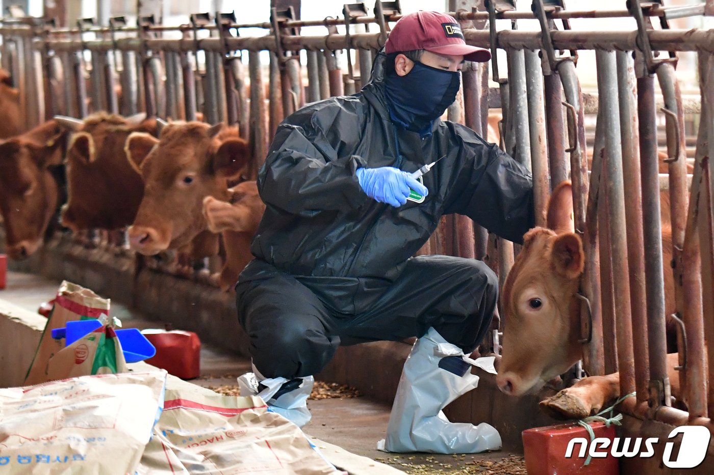 1일 오전 경북 포항시 공수의사가 북구 흥해읍 우사에서 럼피스킨병 백신을 접종을 하고 있다. 정부로부터 총 2만7000두 분의 백신을 공급받은 포항시는 오는 10일까지 백신접종을 완료한다는 계획이다.2023.11.1/뉴스1 ⓒ News1 최창호 기자