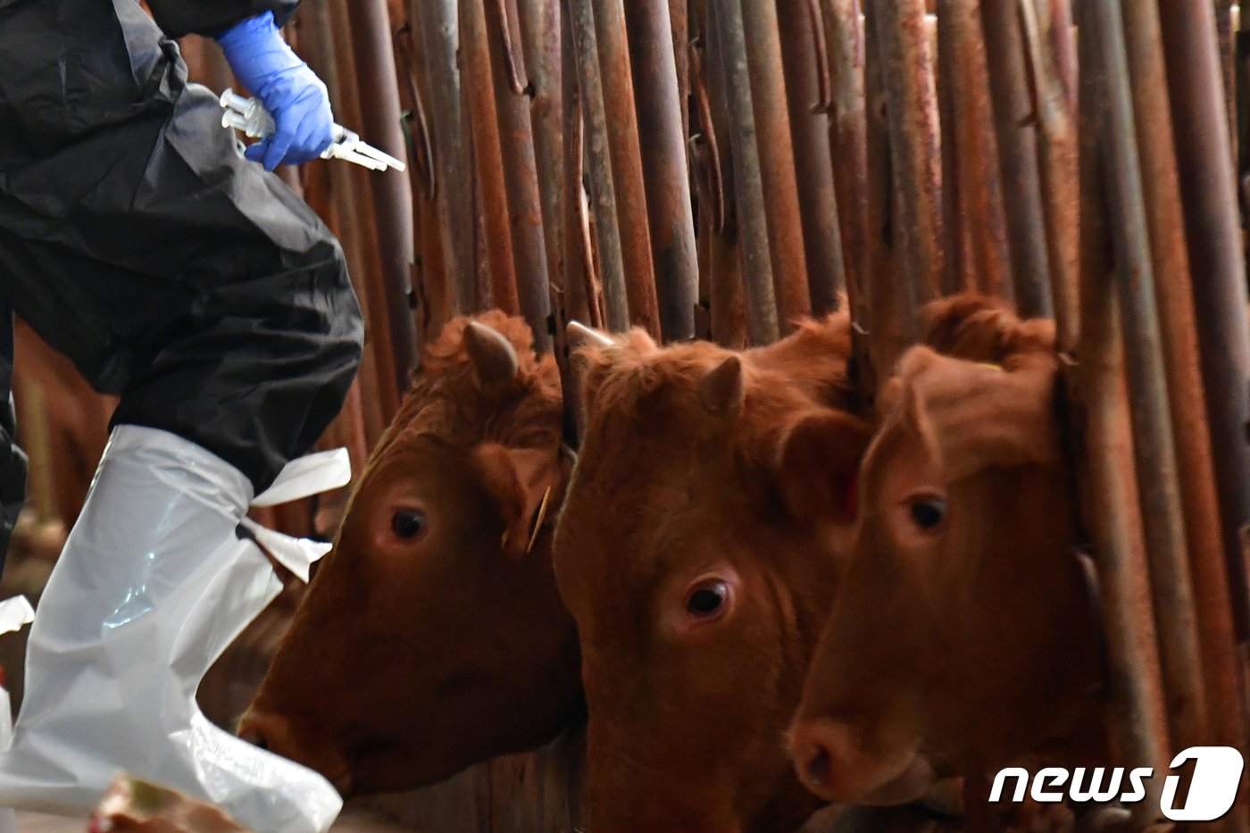 본문 이미지 - 1일 오전 경북 포항시 공수의사가 북구 흥해읍 우사에서 럼피스킨병 백신을 접종을 준비하고 있다. 정부로부터 총 2만7000두 분의 백신을 공급받은 포항시는 오는 10일까지 백신접종을 완료한다는 계획이다.2023.11.1/뉴스1 ⓒ News1 최창호 기자