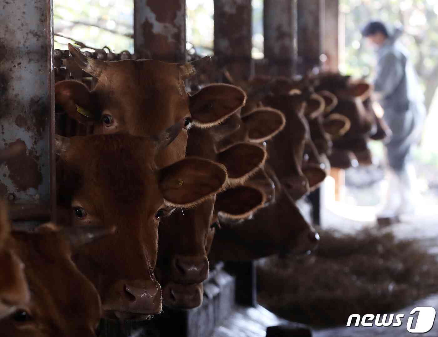 경남 창원시 의창구 대산면 한 축산 농가에서 소 바이러스성 감염병인 '럼피스킨병' 백신 접종이 이뤄지고 있다. 2023.11.1/뉴스1 © News1 윤일지 기자