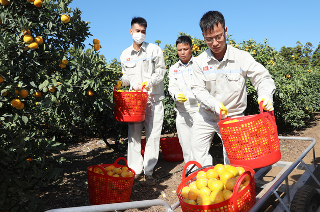 제주, 농케이션·외국인 등 올해 농번기 12만 명 지원