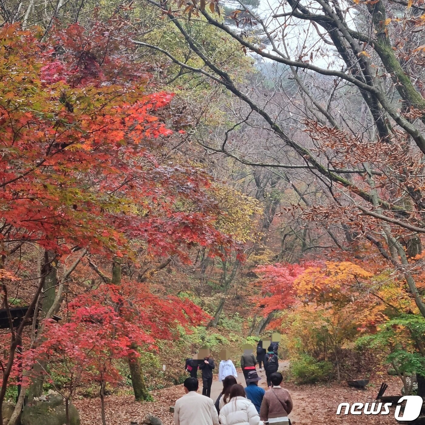 본문 이미지 - 1일 경기 양평군 용문면 용문산이 울긋불긋 단풍으로 물들어 있다. 2023.11.01./뉴스1 양희문 기자 