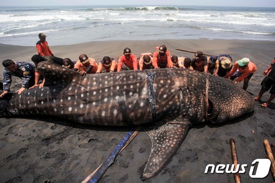 [포토] 인도네시아 해변서 발견된 고래상어 사체