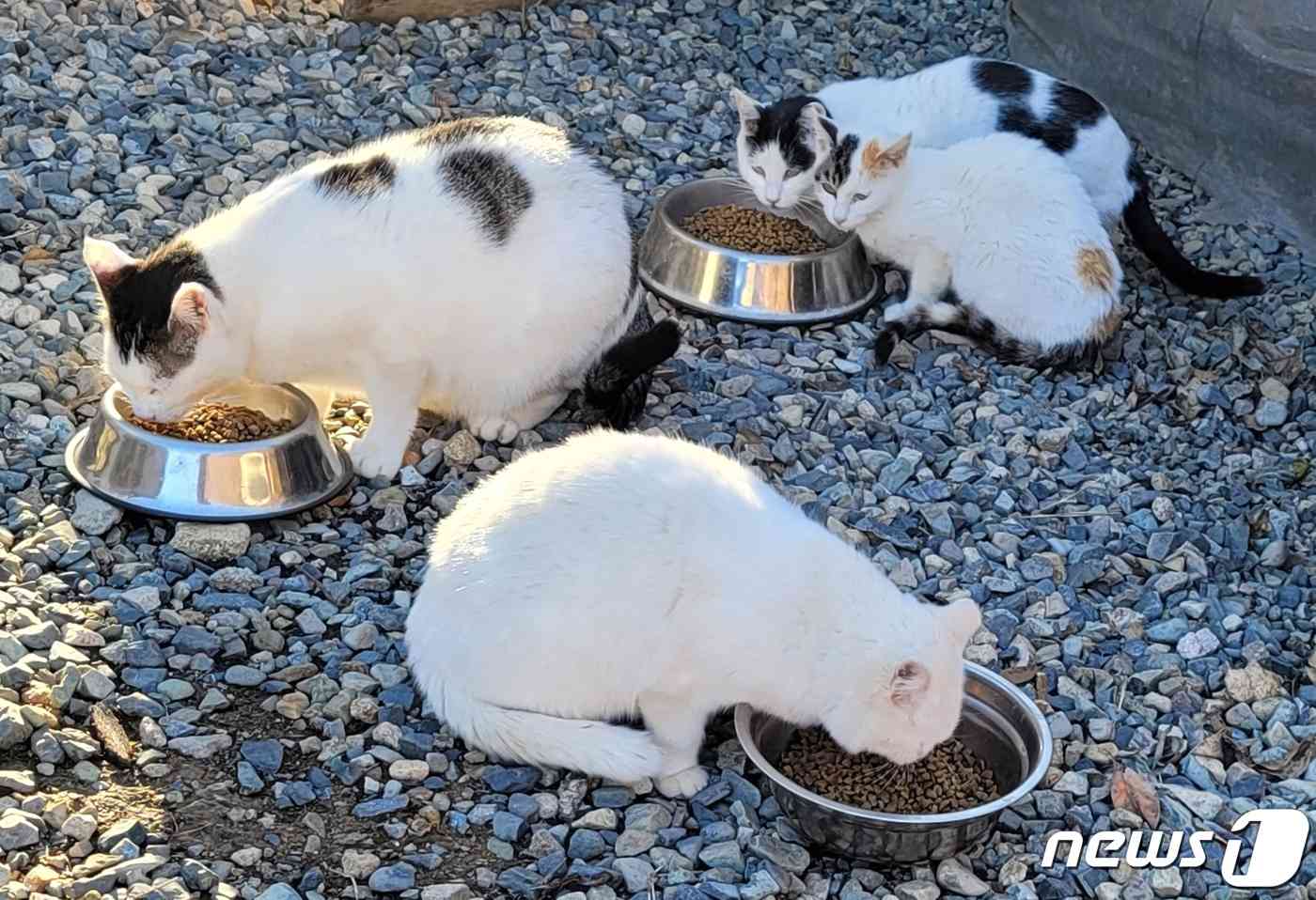 후원 받은 사료를 먹고 있는 고양이들(나비야사랑해 제공) © 뉴스1