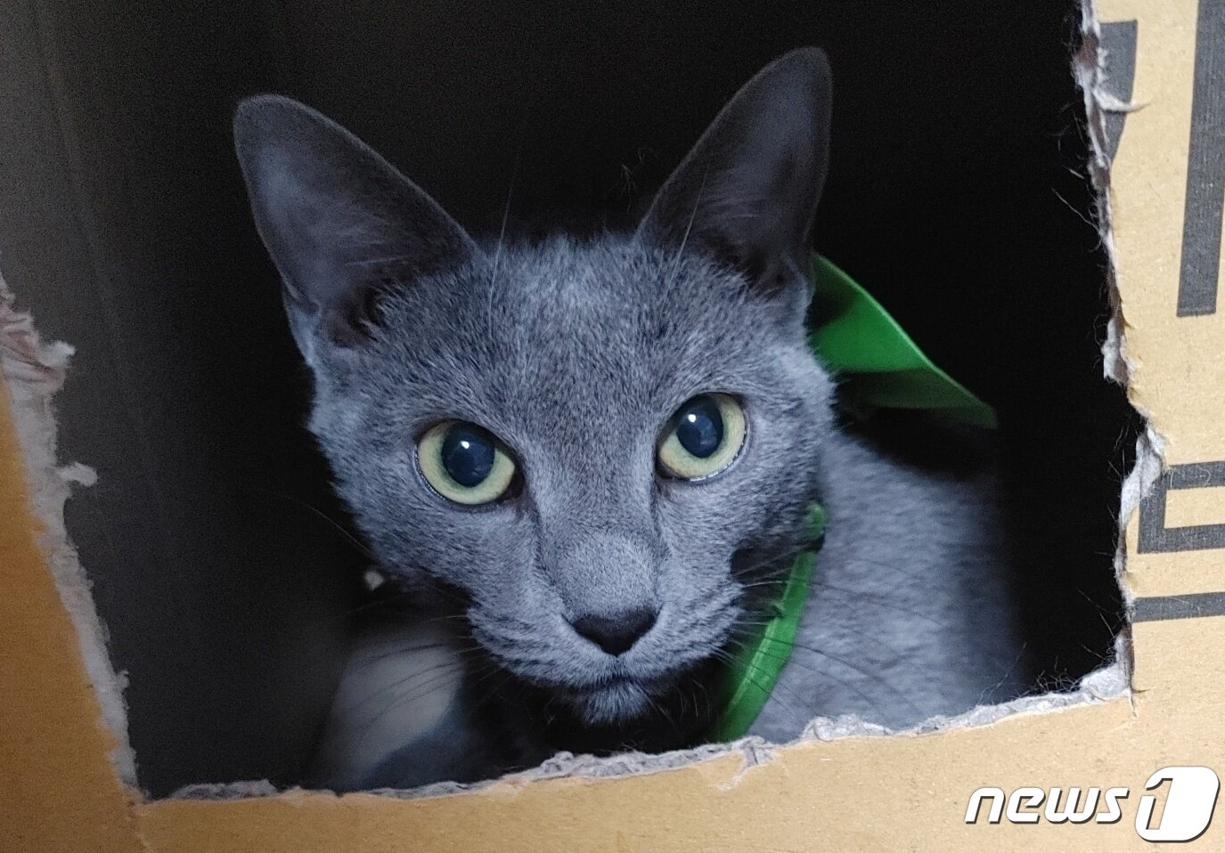 본문 이미지 - 고양이 연두(길냥이와 동고동락 제공) ⓒ 뉴스1