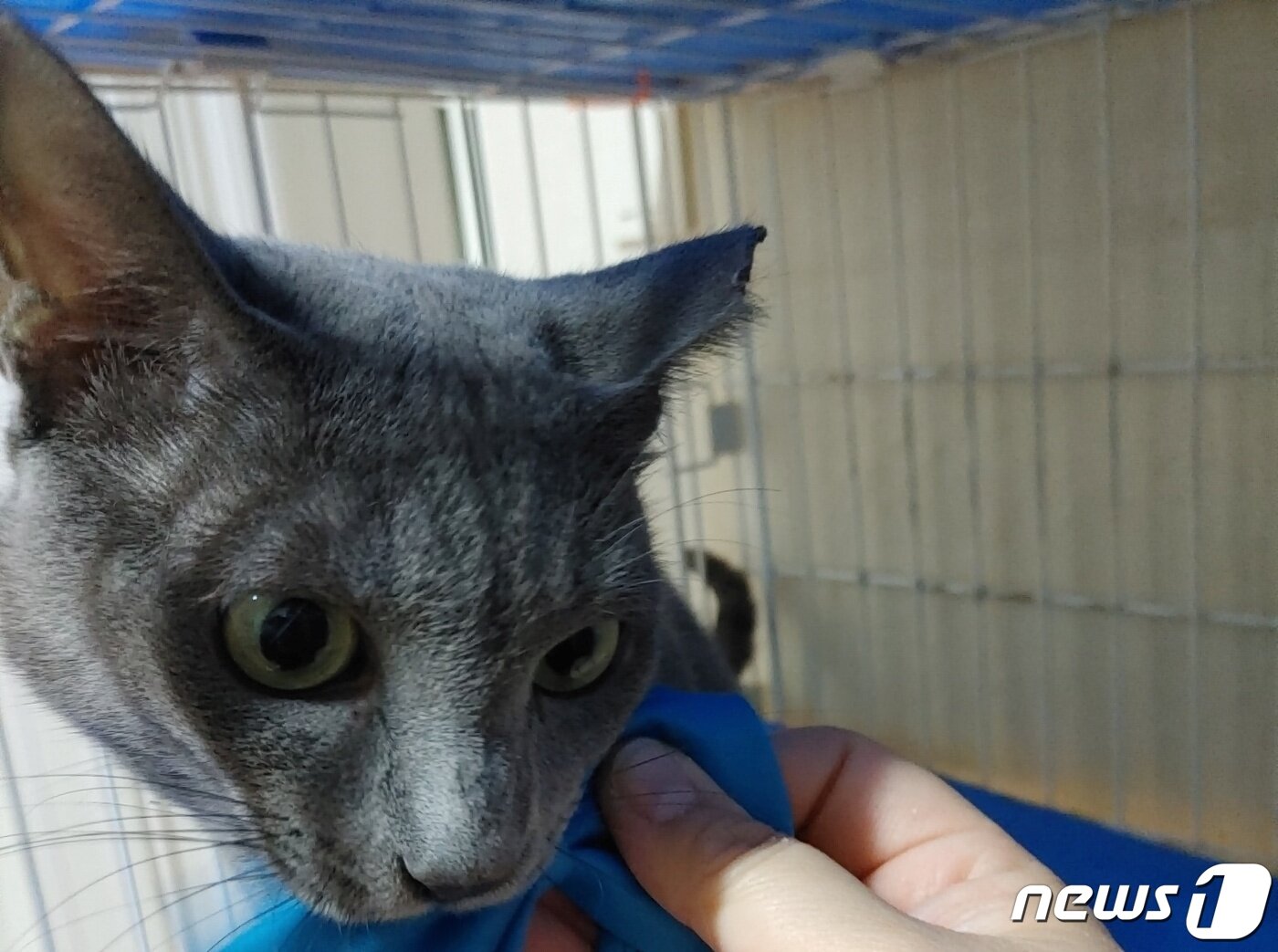 본문 이미지 - 고양이 파랑(길냥이와 동고동락 제공) ⓒ 뉴스1