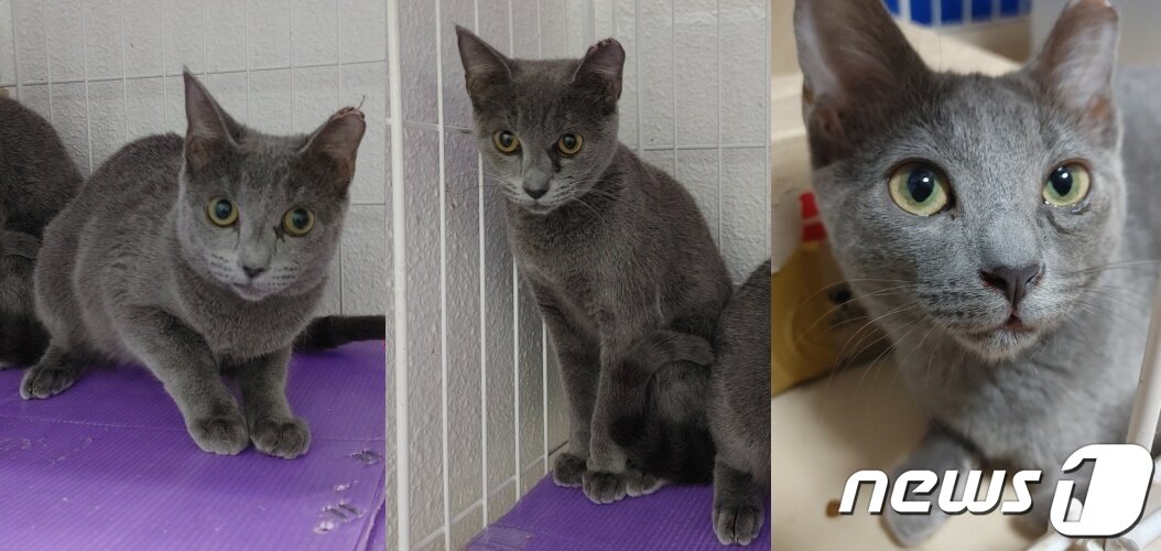 본문 이미지 - 새끼 고양이들(길냥이와 동고동락 제공) ⓒ 뉴스1