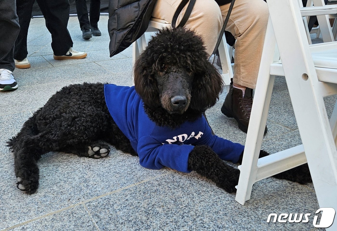 11일 경기 여주시에서는 경기도가 운영하는 반려동물 복합문화공간 &#39;반려마루&#39; 개관식이 열렸다. ⓒ 뉴스1 최서윤 기자