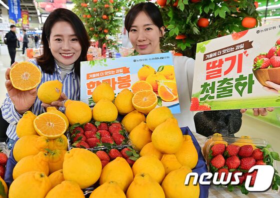 농협유통, 겨울에 더 맛있는 딸기와 한라봉 첫 출하