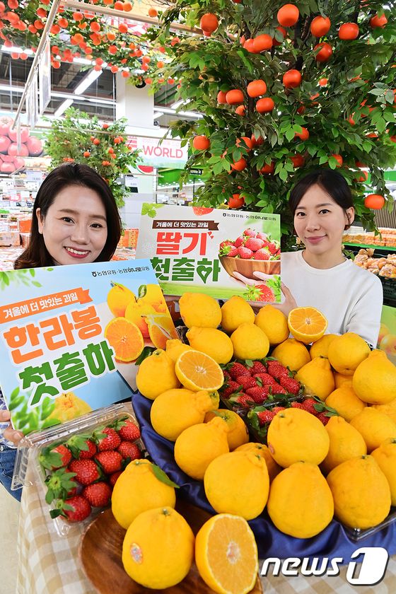 농협유통, 딸기·한라봉 첫 출하 