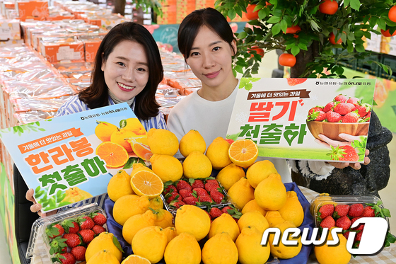 농협유통, 겨울에 더 맛있는 과일 딸기·한라봉 첫 출하