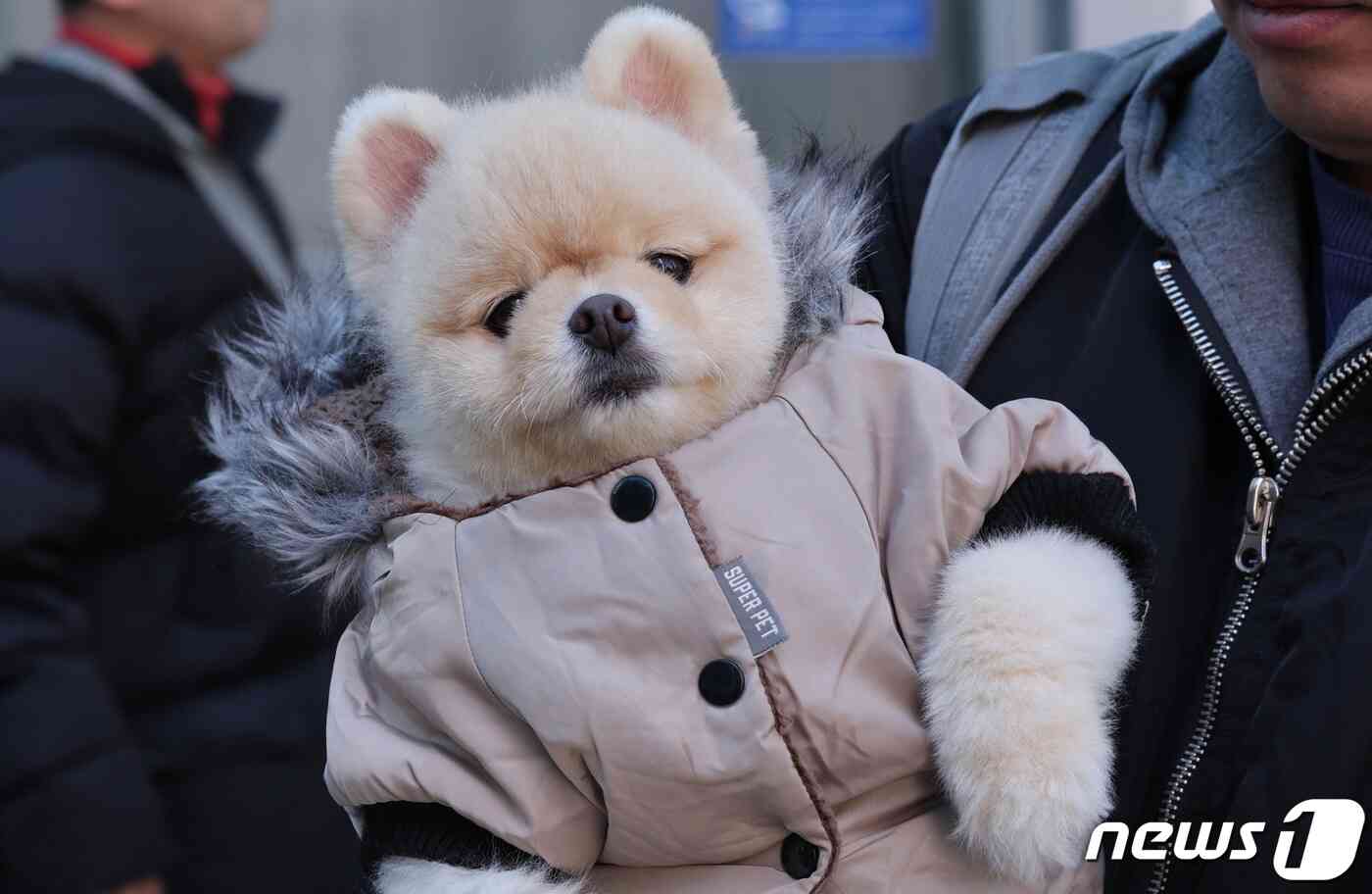 영하권 추위가 이어진 12일 오전 서울 중구 명동거리에서 점퍼를 입은 강아지가 주인 품에 안겨 있다. 2023.11.12/뉴스1 © News1 장수영 기자