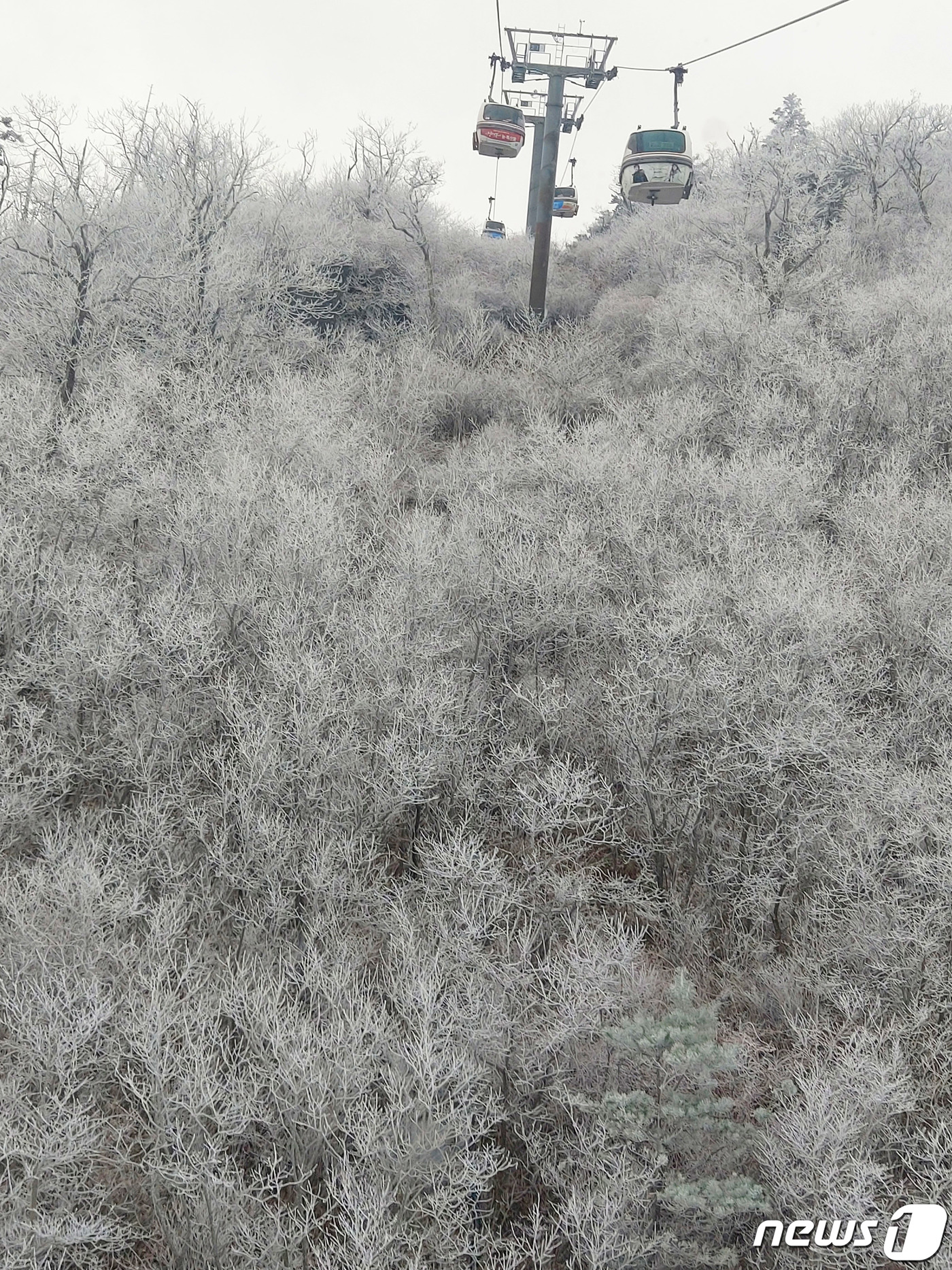 (덕유산=뉴스1) 장수영 기자 = 영하권 초겨울 날씨가 이어진 12일 전북 무주군 덕유산국립공원에 상고대가 피어있다. (독자 제공) 2023.11.12/뉴스1