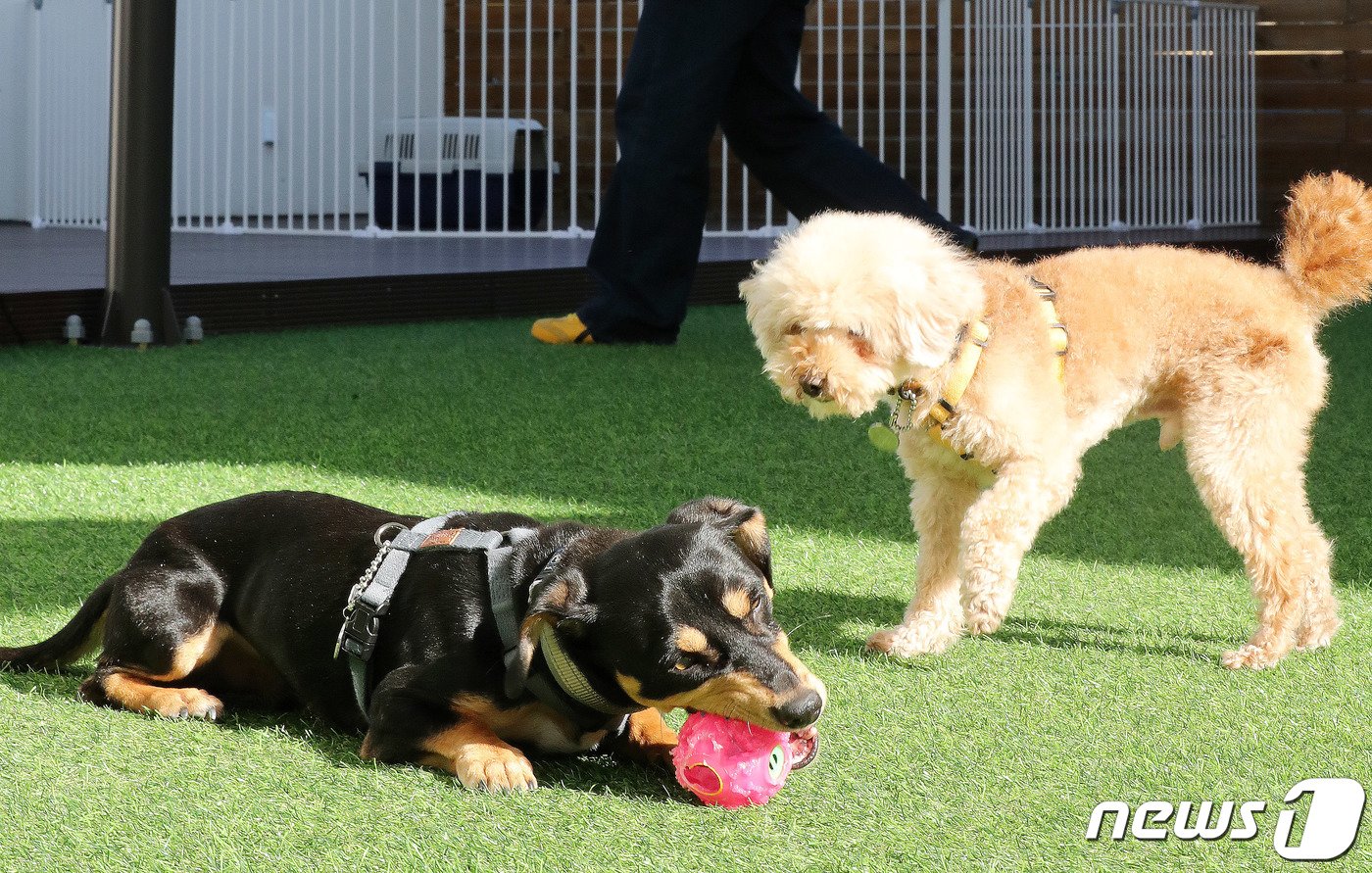 본문 이미지 - 13일 개소식을 갖고 운영을 시작한 서울 동대문구 ‘서울동물복지지원센터 동대문’에서 유기견들이 옥상 놀이터에서 자원봉사자와 즐거운시간을 보내고 있다. 2023.11.13/뉴스1 ⓒ News1 박세연 기자