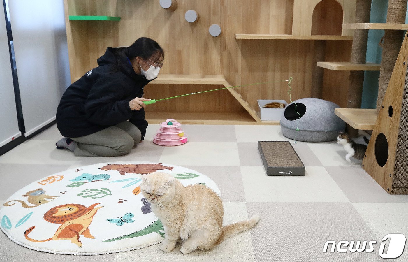 본문 이미지 - 13일 개소식을 갖고 운영을 시작한 서울 동대문구 ‘서울동물복지지원센터 동대문’에서 유기묘들이 관계자와 그룹보호실에서 휴식을 취하고 있다. 서울시는 유기동물 입양과 건강한 반려 문화 확산을 이끌 서울동물복지지원센터 동대문을 이날 개소했다고 밝혔다. 2023.11.13/뉴스1 ⓒ News1 박세연 기자