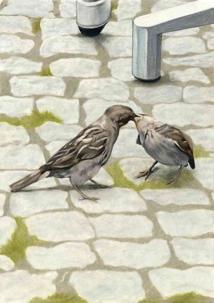 호상근, Kiss of Sparrows_210x148mm, 종이 위에 연필, 색연필, 2023_low. 오에이오에이 갤러리 제공.
