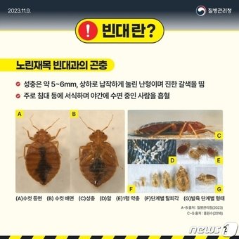 본문 이미지 -  노린재목 빈대과 빈대 설명 이미지(수원시 제공) 