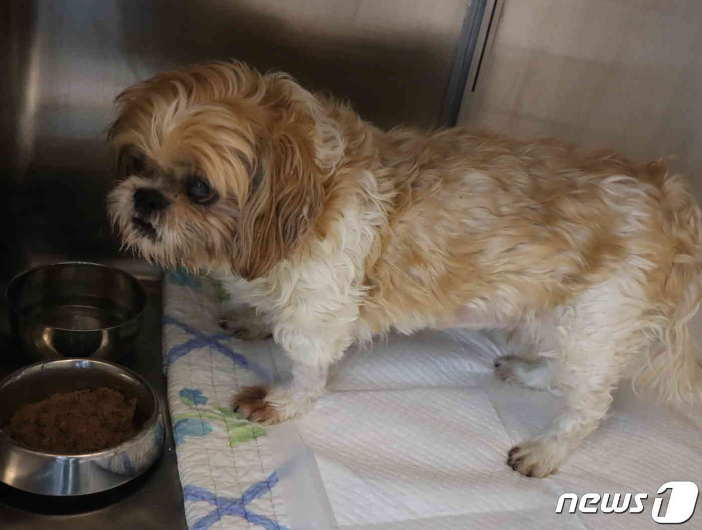 병원에 입원 중인 나루(개와인간의생활 입양센터 제공) © 뉴스1