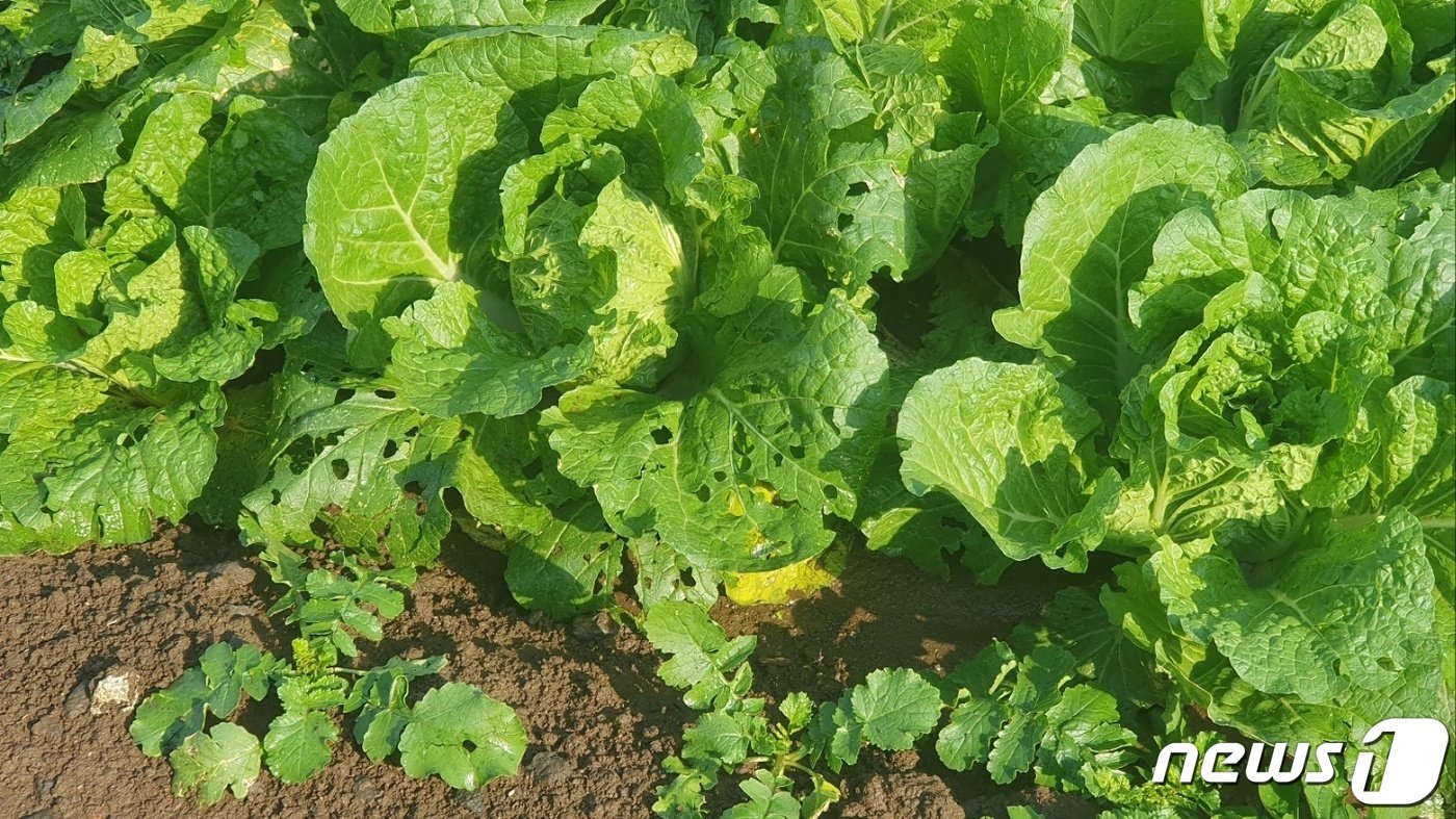 17일 오후 제주시 한림읍에 있는 밭작물이 우박 피해를 입었다.&#40;제주서부농업기술센터 제공&#41;