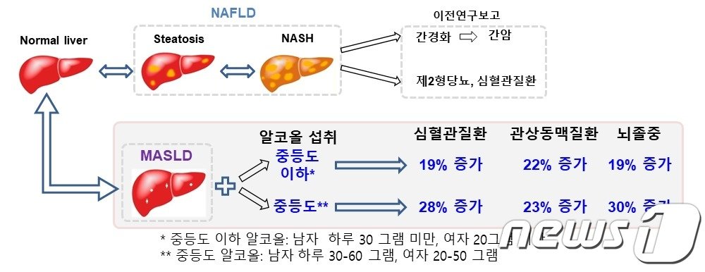 지방간이 없는 사람 보다 대사이상지방간질환 환자군에서 심혈관질환 위험이 약 19% 증가했다. 특히 1일 평균 남성은 30~60g, 여성은 20~40g의 중증도 알코올을 섭취한 대사이상지방간질환 환자군은 일반인보다 심혈관질환 위험이 28% 증가했다./ⓒ 뉴스1 &#40;질병관리청 제공&#41;