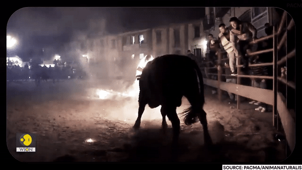 본문 이미지 - 전통이라는 이유로 살아있는 황소 뿔에 불을 붙이는 축제가 중세부터 스페인에서 매년 열리고 있다. 동물 보호 단체는 끔찍한 동물 학대라고 비판하며 시대의 변화에 따라서 축제의 변화를 촉구했다. 유튜브 'WION' 갈무리
