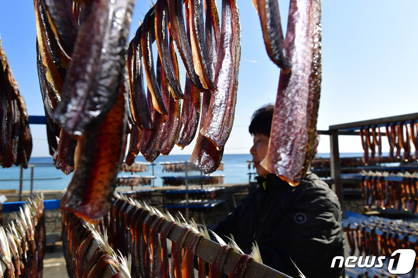 (포항=뉴스1) 최창호 기자 = 19일 경북 포항시 남구 구룡포 해안 과메기 덕장에서 청어 과메기가 해풍에 말라가고 있다. 과메기의 원조인 청어과메기는 꽁치 과메기보다 1.2배 정 …