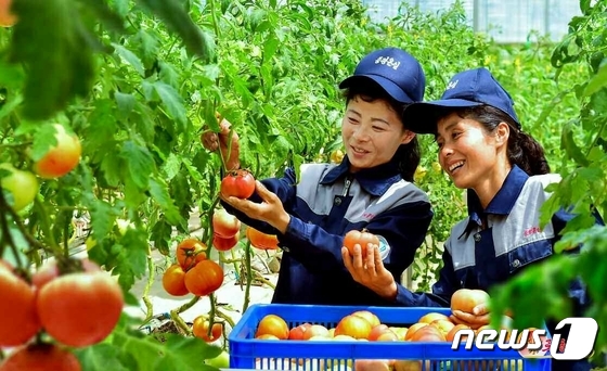채소 수확하는 북한 중평온실농장…"인민 식생활 향상"