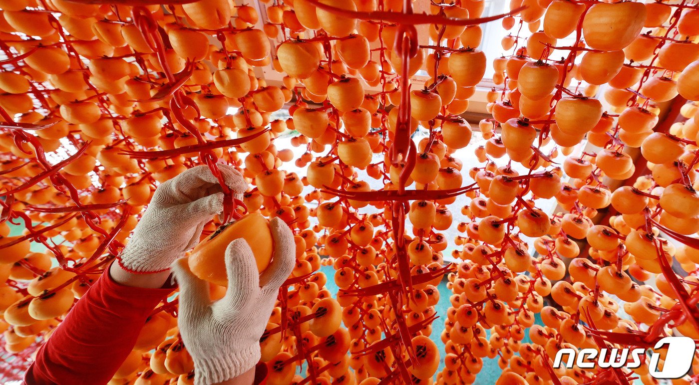 본문 이미지 - 2일 경남 함양군 서하면 봉전리 오현마을 곶감건조대에서 한 농민이 곶감을 손질하고 있다. &#40;함양군 김용만 제공&#41; 2023.11.2/뉴스1