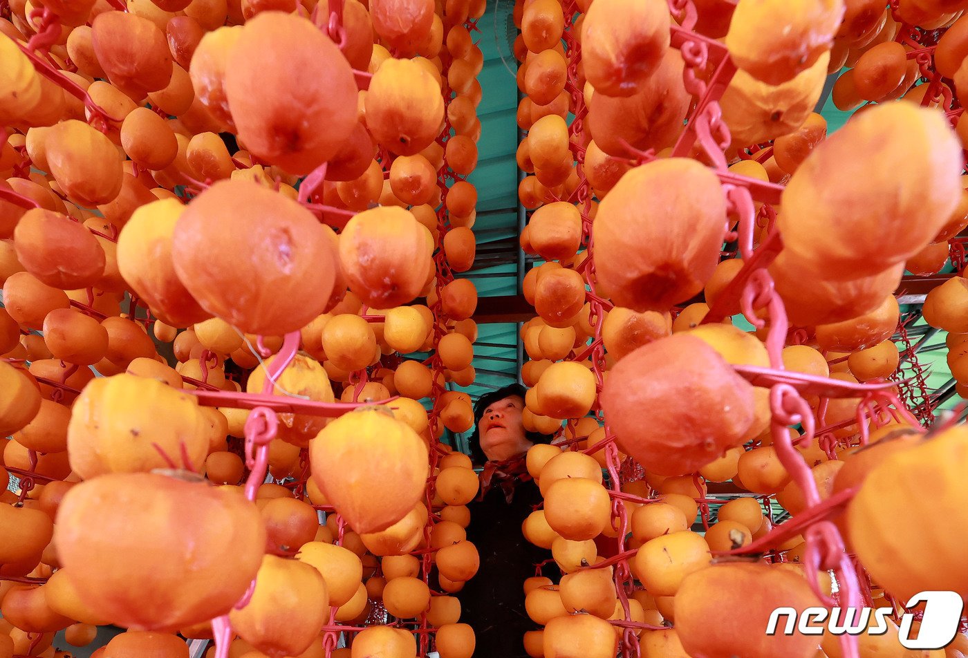본문 이미지 - 2일 경남 함양군 서하면 봉전리 오현마을 곶감건조대에서 한 농민이 곶감을 손질하고 있다. &#40;함양군 김용만 제공&#41; 2023.11.2/뉴스1