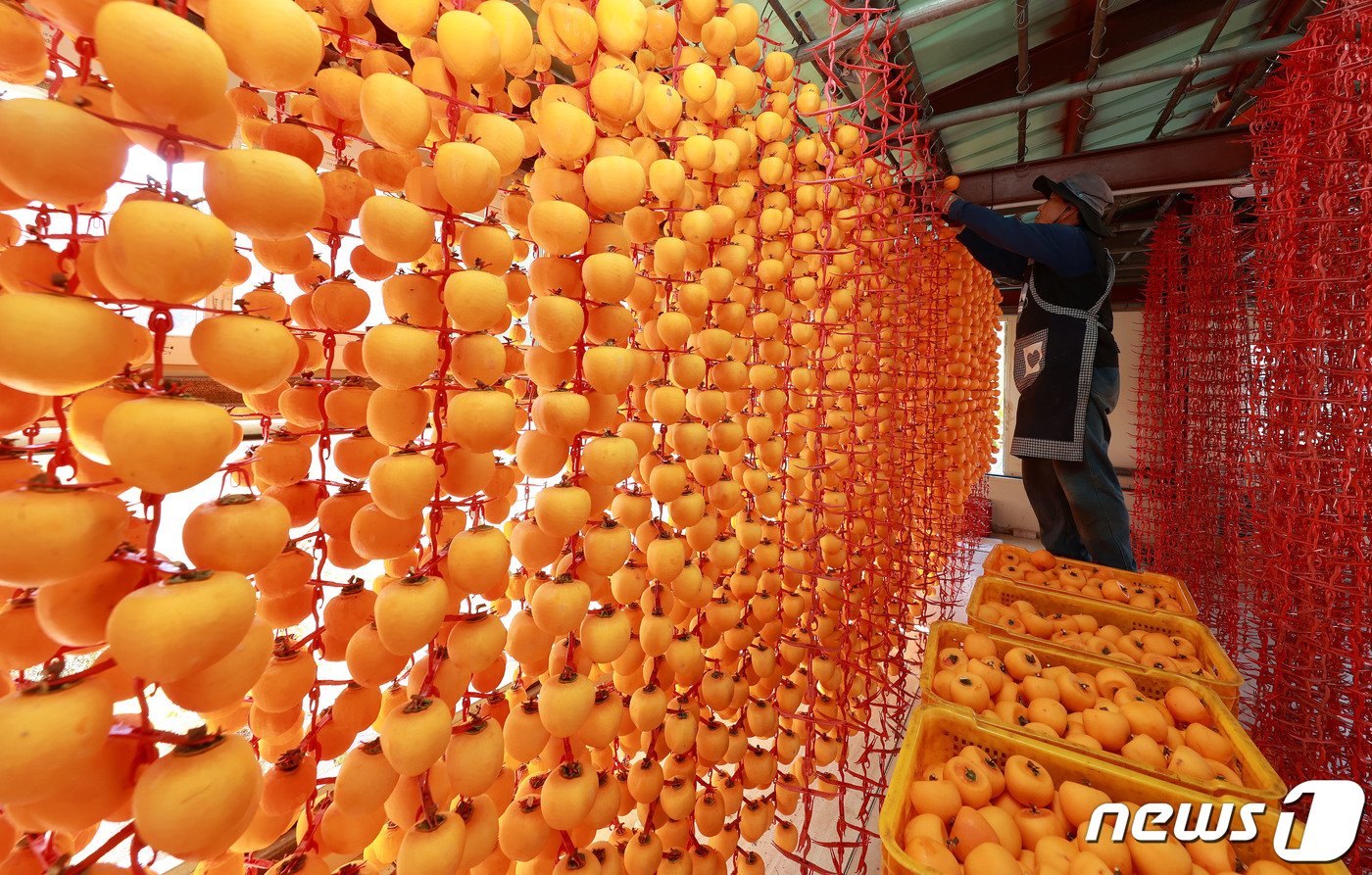 본문 이미지 - 2일 경남 함양군 서하면 봉전리 오현마을 곶감건조대에서 한 농민이 곶감을 손질하고 있다. &#40;함양군 김용만 제공&#41; 2023.11.2/뉴스1