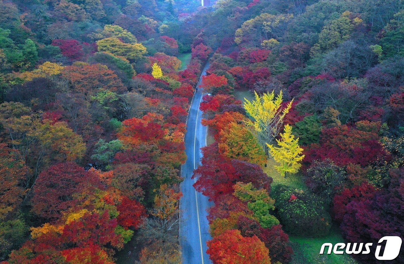 본문 이미지 - 전국 최고의 단풍을 자랑하는 정읍 내장산 단풍이 이번 주말 절정에 이를 것으로 보인다.  국립공원 관리소에서 내장사에 이르는 단풍길(정읍시 제공)2023.11.2/뉴스1  