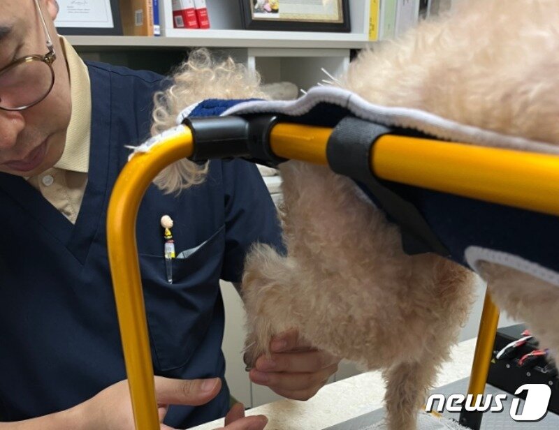 본문 이미지 - 후지 마비로 인해 침 치료를 받고 있는 강아지&#40;VIP동물한방재활의학센터 닥터 바이 신사경 제공&#41; ⓒ 뉴스1