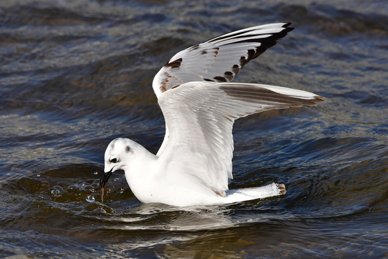 2월 멸종위기 야생생물에 '검은머리갈매기'