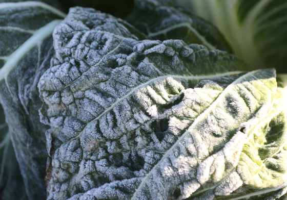 출근길 영하권 '쌀쌀'…전국 대부분 서리[오늘날씨]