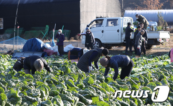 '김장 배추 수확합니다'