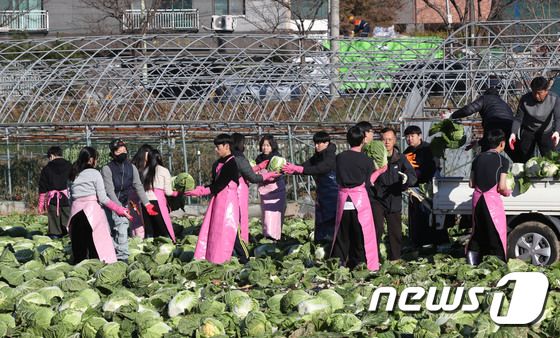김장용 배추 수확하는 자원봉사자들