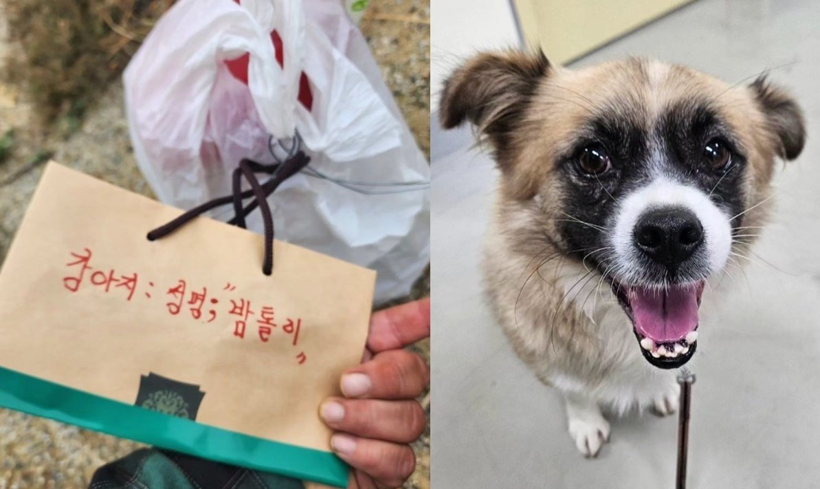 본문 이미지 - (동물보호연대 인스타그램 갈무리)